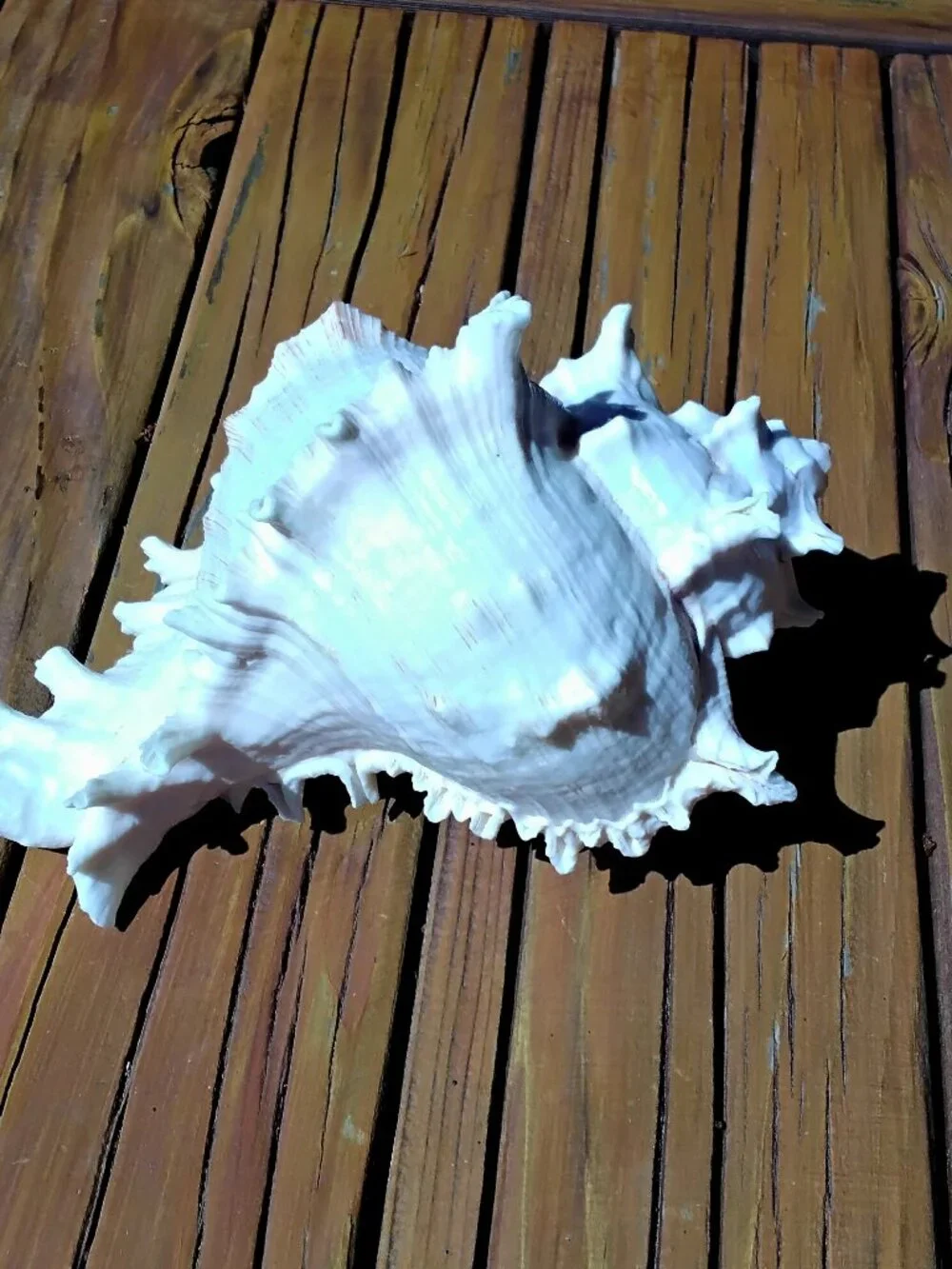 8.5" Ramose Murex Sea Shell Coastal Decor.  Chicoreus Ramosus - Picture 2 of 6